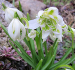 Подснежник Flore Pleno (Галантус) 10 шт