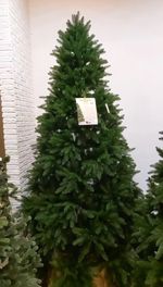 ель Барбара литая