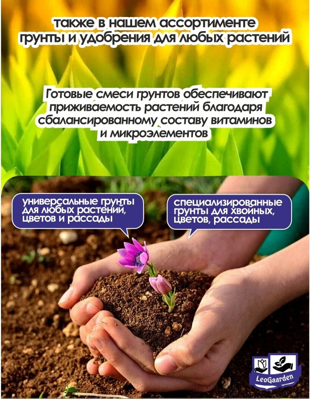Тюльпан Луковица, Вайт Флаг, 8+ шт
