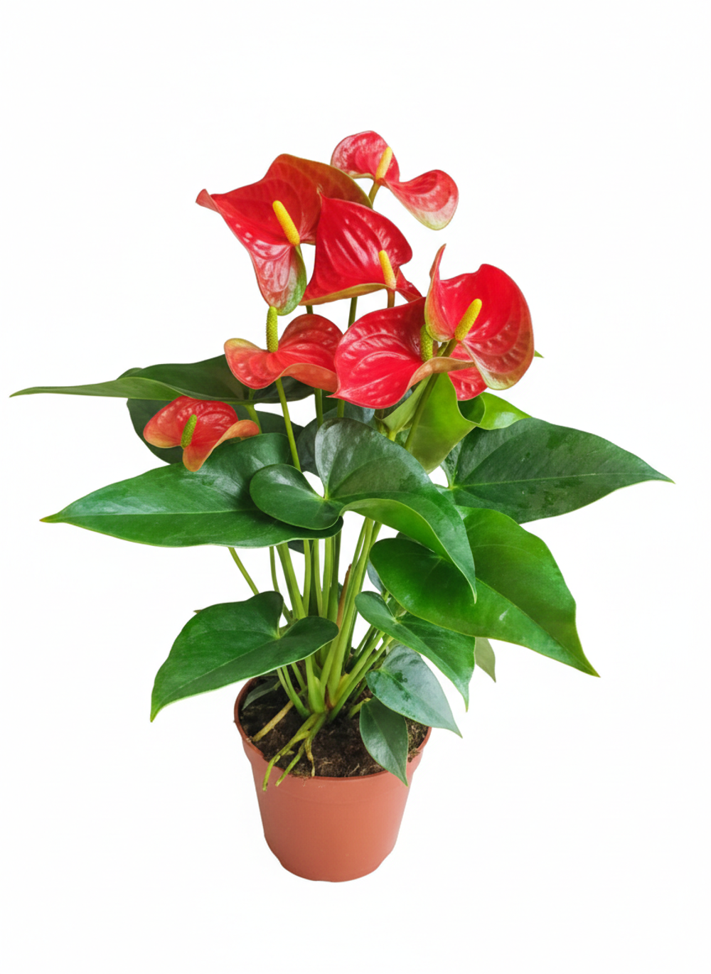 Антуриум Red Spots д.15