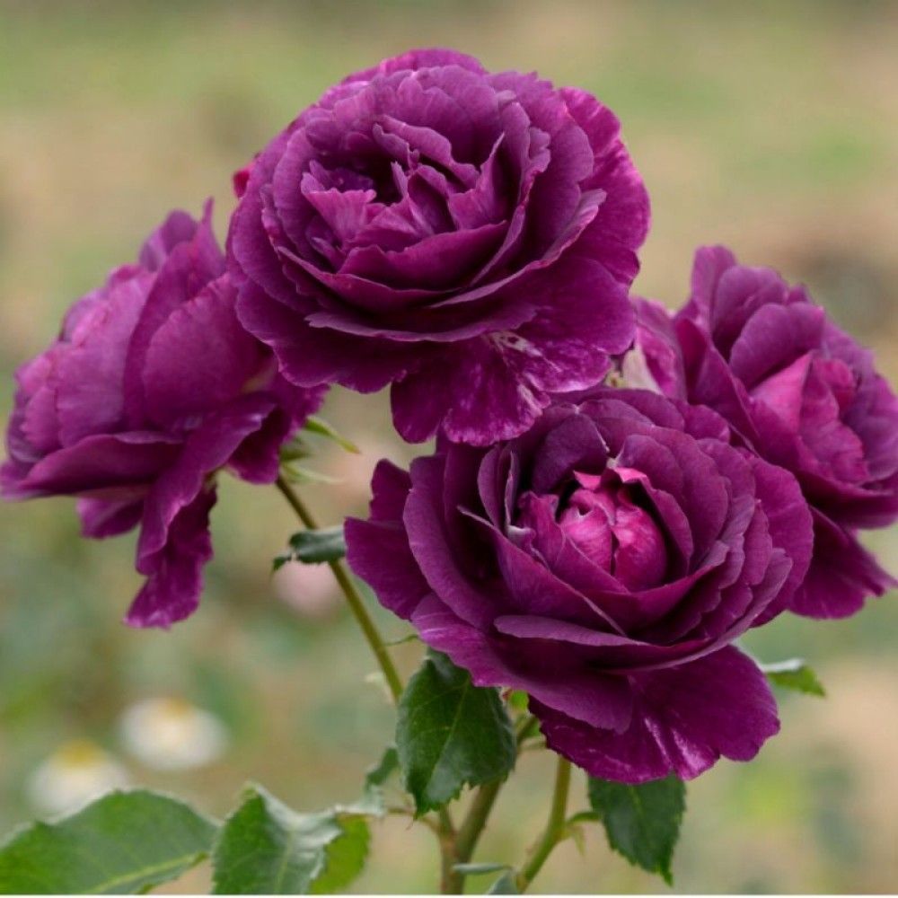 Мистерьез (Mystérieuse)