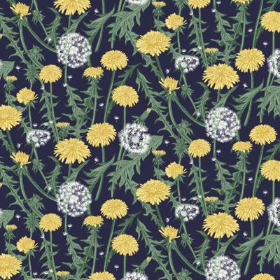 Ночной одуванчик