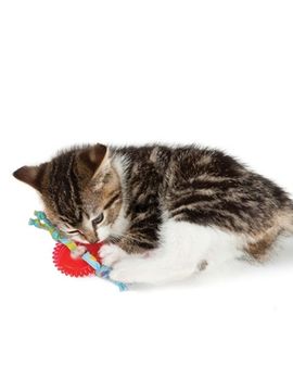 Petstages Игрушка для кошек Dental OPKA колесико