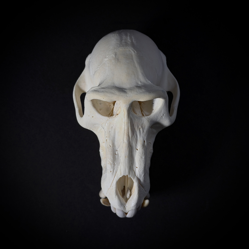 Череп бабуина