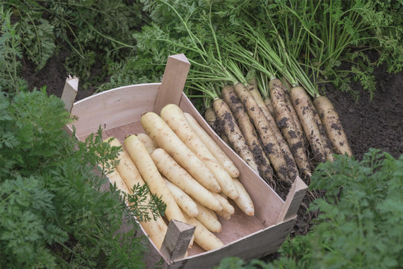 ВАЙТ САТИН F1 семена моркови цветной Bejo купить – фото 1