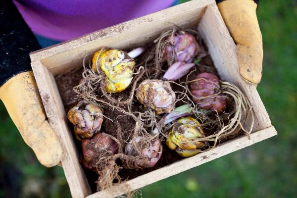 Правила хранения лилий до весны