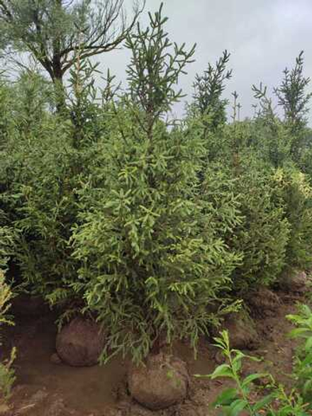 Ель обыкновенная