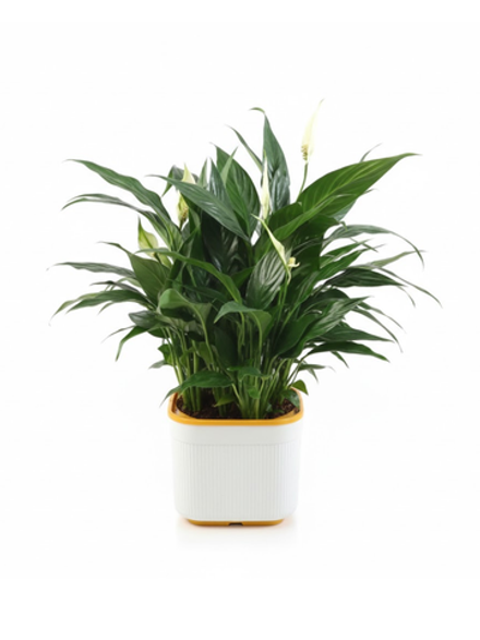 Спатифиллум Light Luxury Crown