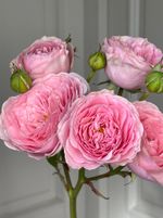 Пионовидная кустовая роза сорт ФАТАЛ