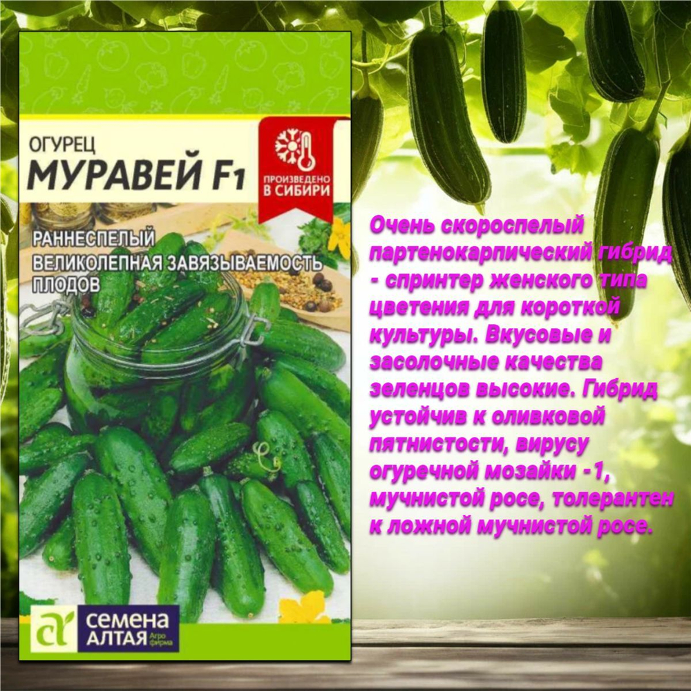 Семена огурцов: лучшие варианты для урожая в теплице и на открытом грунте.