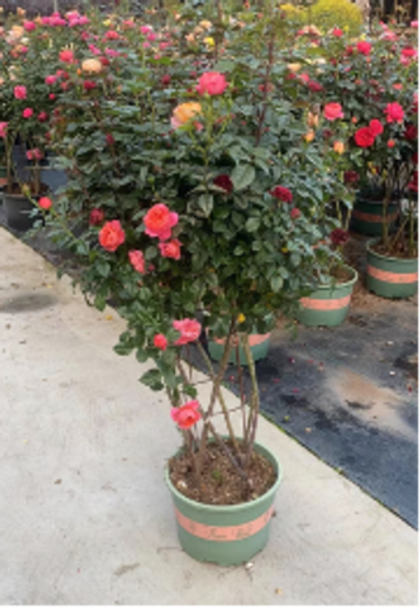 Роза сетка д.30