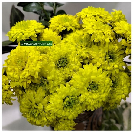 Хризантема мультифлора Blooming Beauty Green м. 173 /поставка весна 2026г/