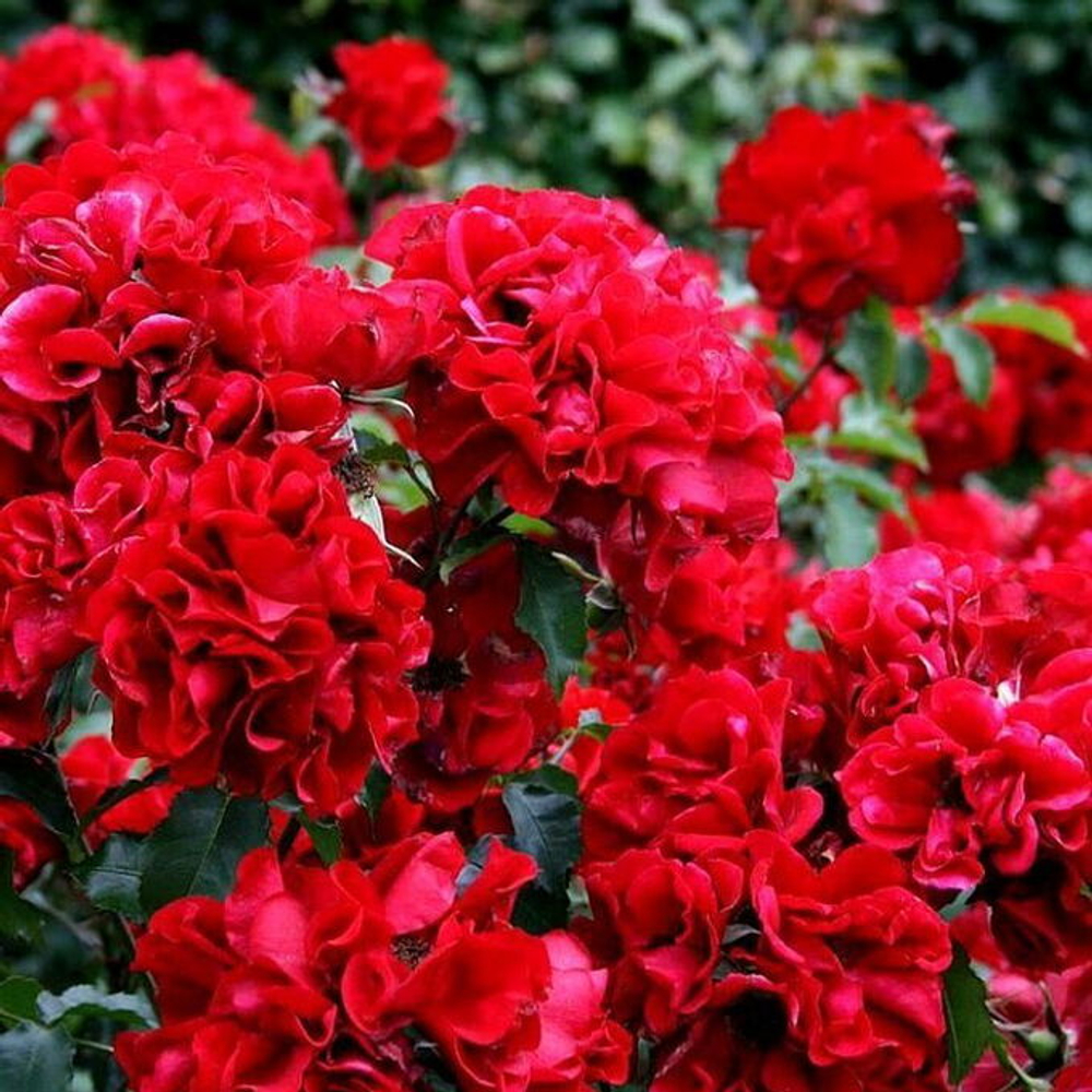 Роза Ротер Корсар (канадская шраб) темно красная