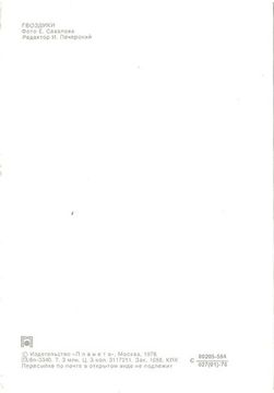 Открытка (почтовое вложение) "Гвоздики" фото Е. Савалова