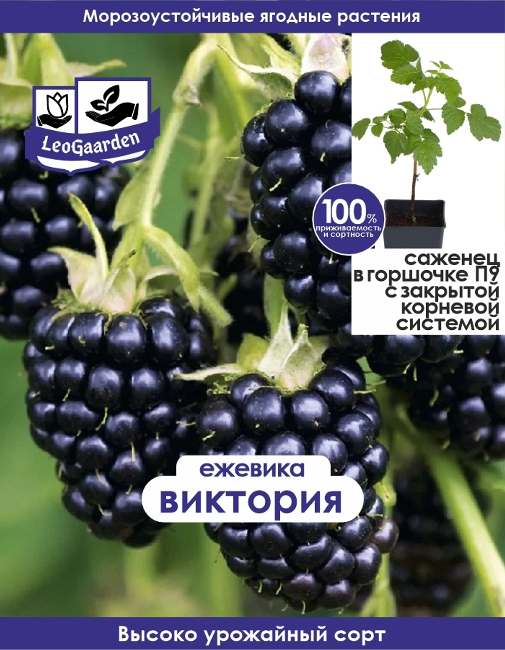 Ежевика, саженец, Виктория, 1 шт