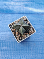 Astrophytum Myriostigma Quadricostatum (Астрофитум)