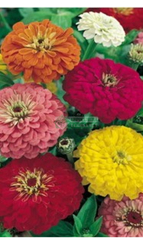 Цинния изящная MAGELLAN MIX