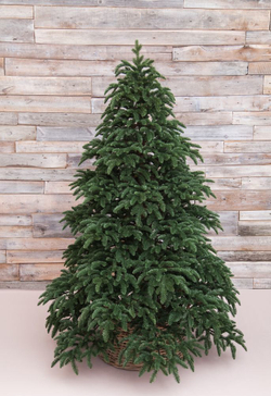 Ель Нормандия 100% литая 215см темно-зеленая Triumph Tree