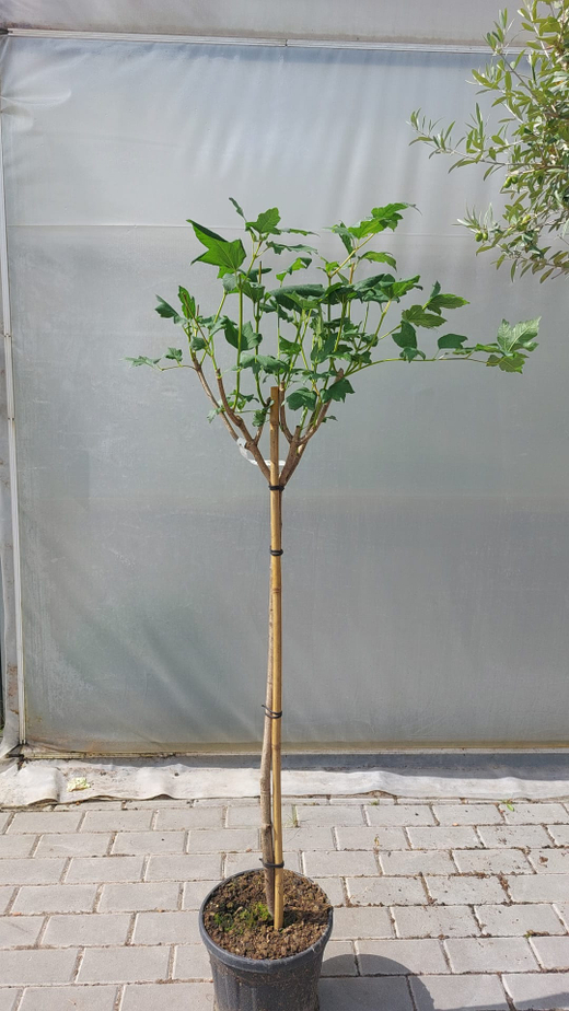 Калина обыкновенная Розеум штамб 90 см Закупка М66 апрель 20026