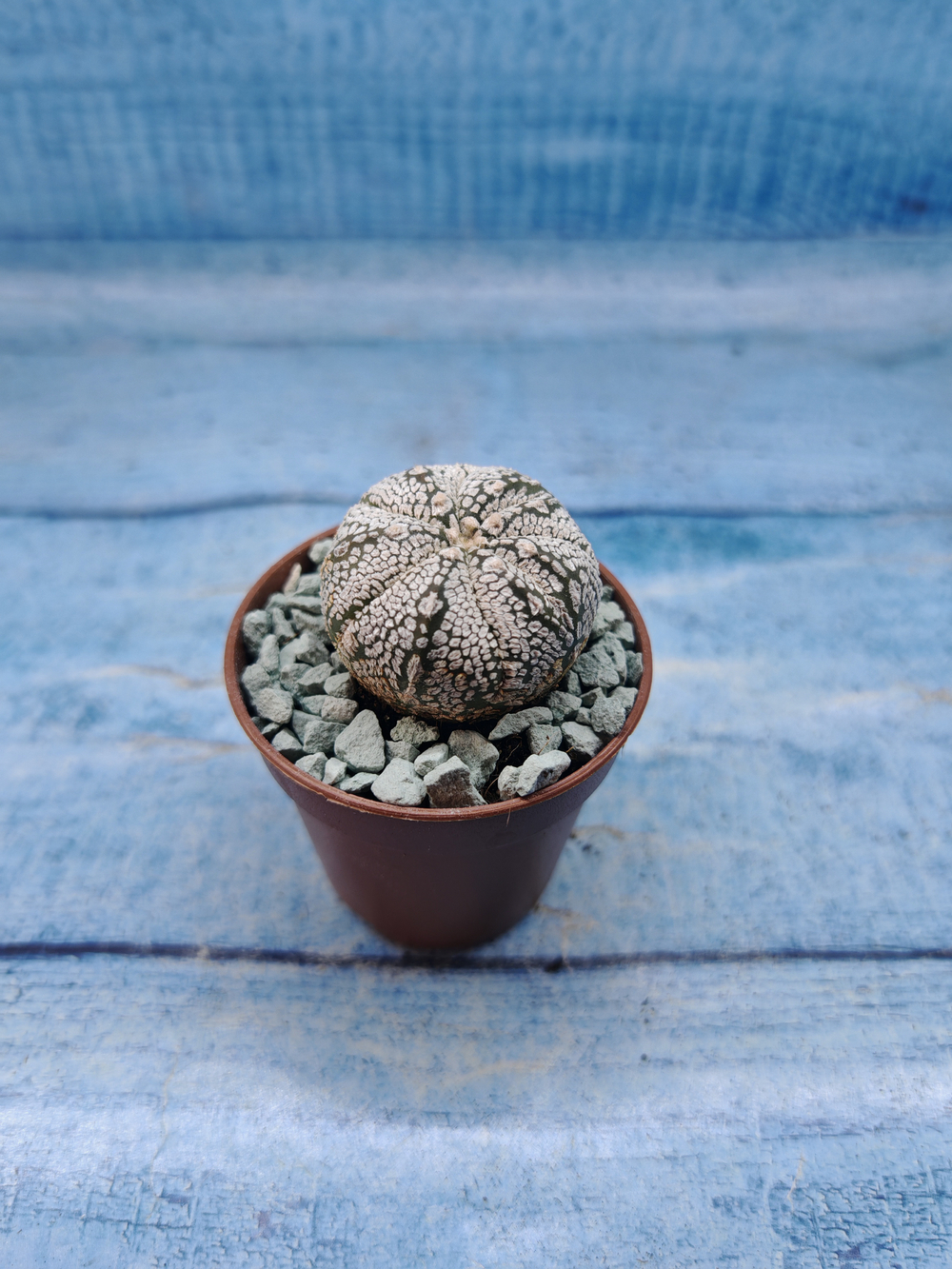 Astrophytum Asterias "Super Kabuto" (Астрофитум)