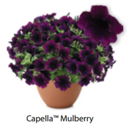 ЕВРО Петуния Capella Mulberry ОКС укорененные черенки