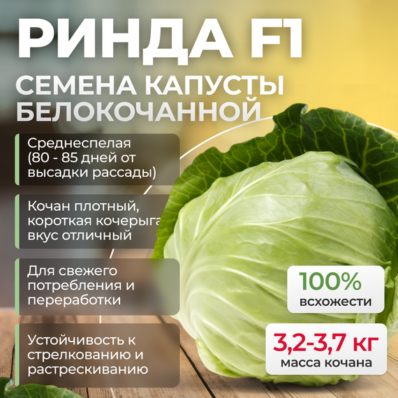 РИНДА F1 семена капусты белокочанной (Seminis) – фото 1