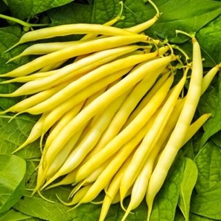 Фасоль Октава 25 грамм