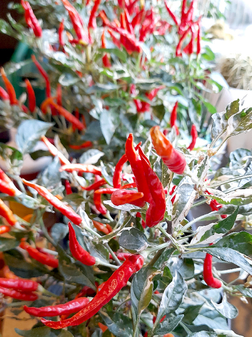 Учу / Uchu. Перец вариегатный острый