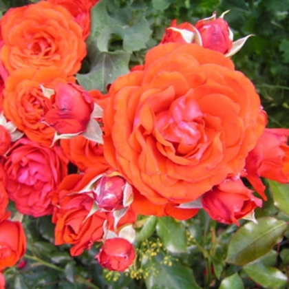 Роза флорибунда Супер Трюпер (горшок 4л)