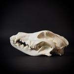 Череп собаки