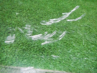 DSCN4247.jpg