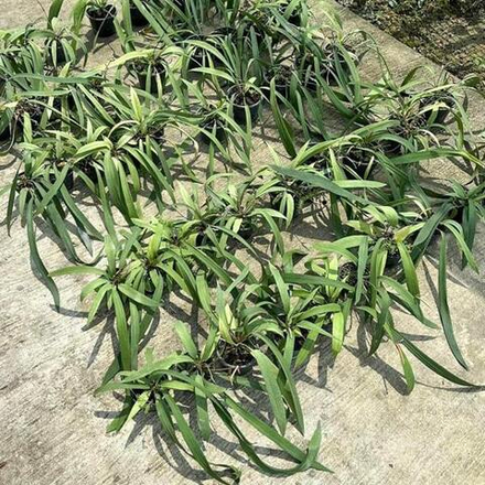 Антуриум VITTARIIFOLIUM