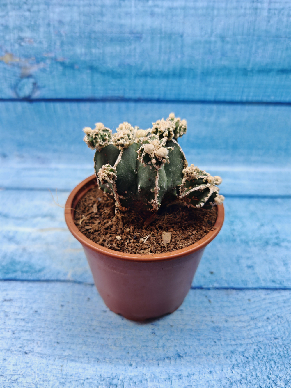 Astrophytum Myriostigma "Hakujo Fukuryu" (Астрофитум)