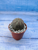 Euphorbia Obesa (Эуфорбия)