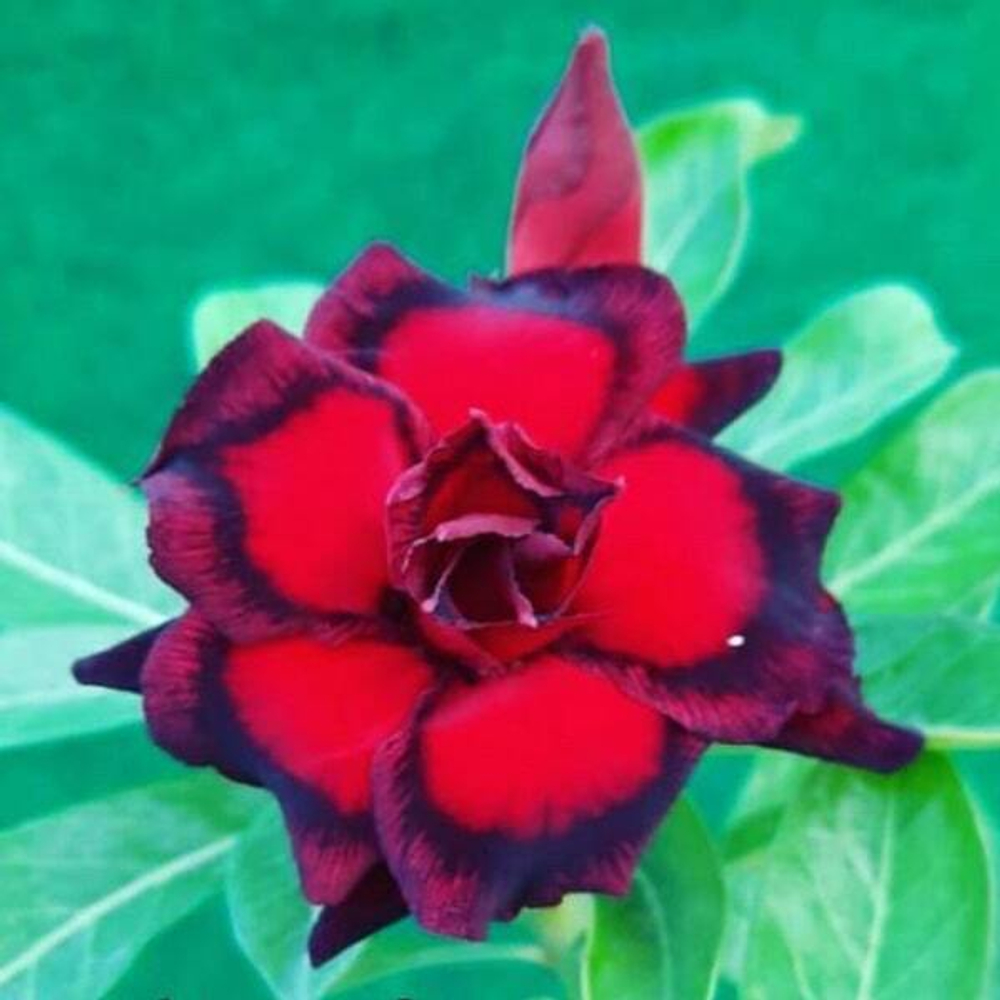 Адениум BLACK HALO