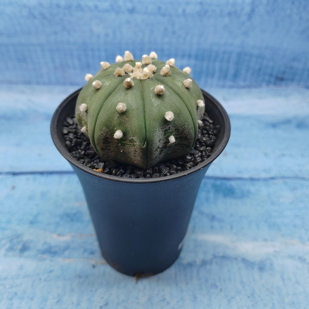 Astrophytum Asterias (Астрофитум)
