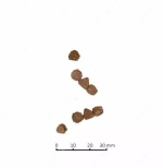Farmina N&D Cat Prime Сухой беззерновой корм для котят курица с гранатом, 1,5 кг