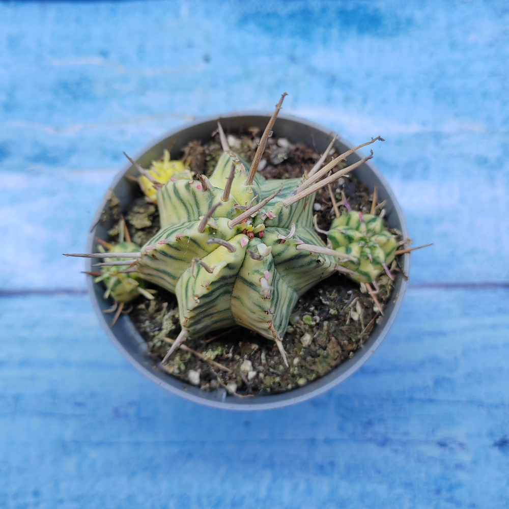 Euphorbia meloformis f. Variegated (Эуфорбия вариегатная)