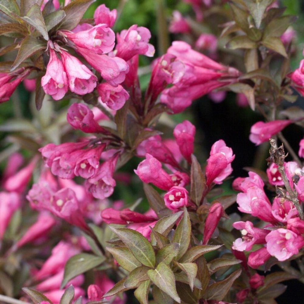 Вейгела цветущая Foliis Purpureis