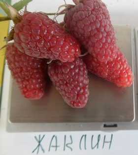 Малина ремонтантная Жаклин