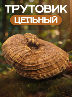 Гриб Рейши цельный.