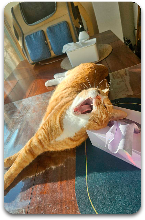 Карта / STRAY KIDS #5176