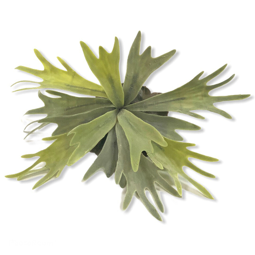 Платицериум 33 см.