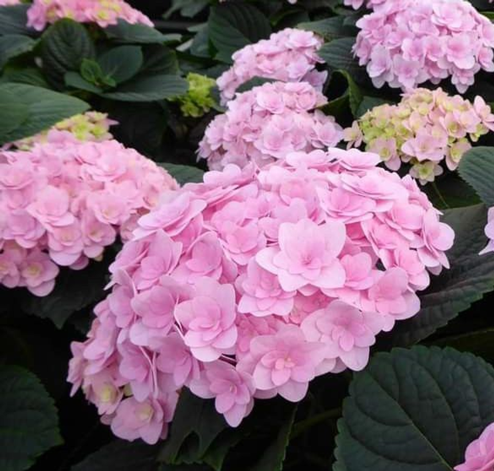 «Флорентина пинк» «Florentina pink» С3