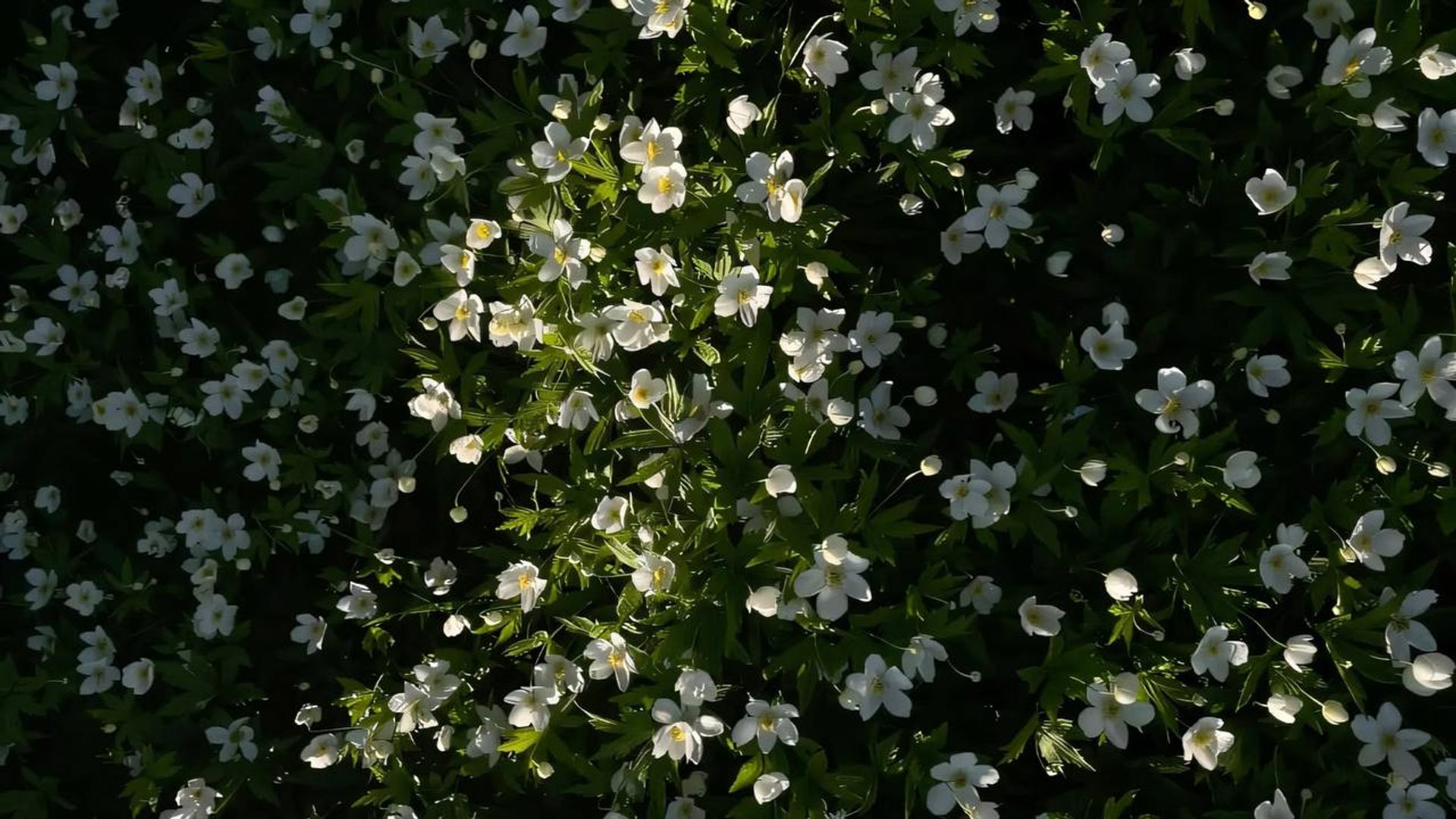 Женский онлайн-клуб "БАЛАНС"