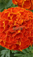 Бархатцы триплоидные ZENITH RED