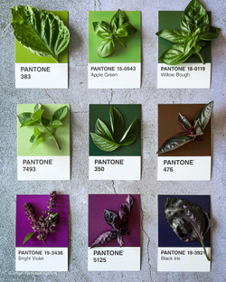 Pantone Postcard Box: 100 Postcards
