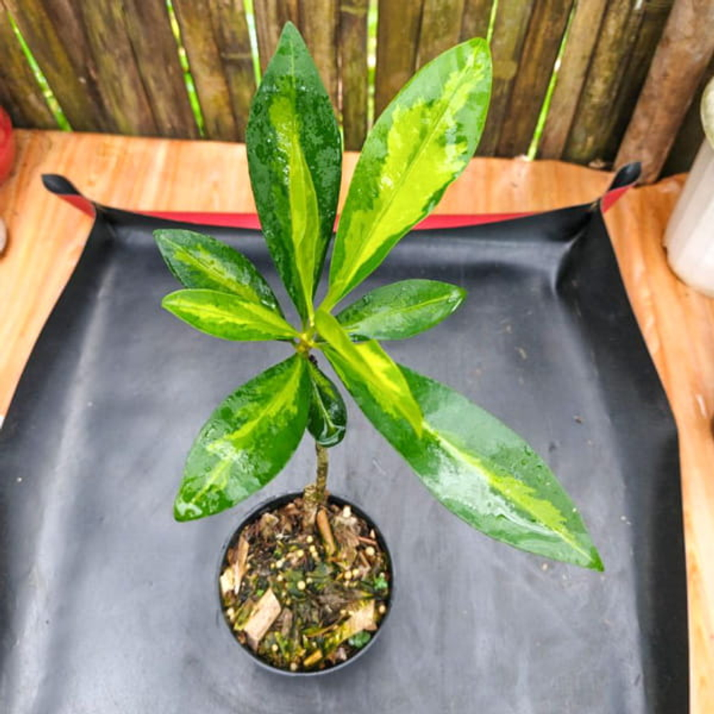 Ардизия ELLIPTICA