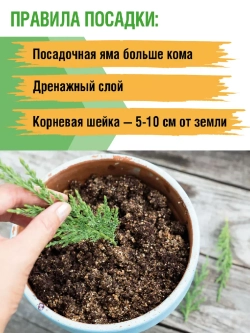 Можжевельник Блю карпет саженцы хвойных