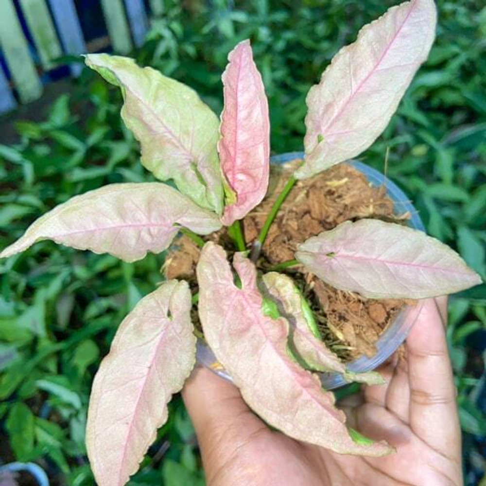 Сингониум PINK PUNCH